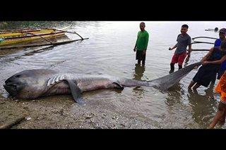Patay na Megamouth shark, natagpuan sa Sorsogon