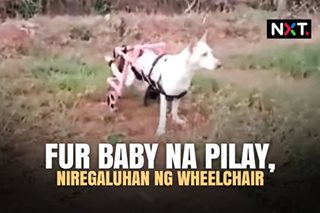 Fur baby na pilay, niregaluhan ng wheel chair 