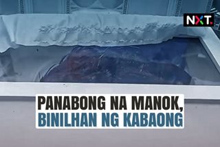 Panabong na manok, binilhan ng kabaong