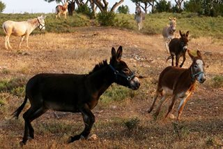 South Africa's latest hot export to China? Donkeys