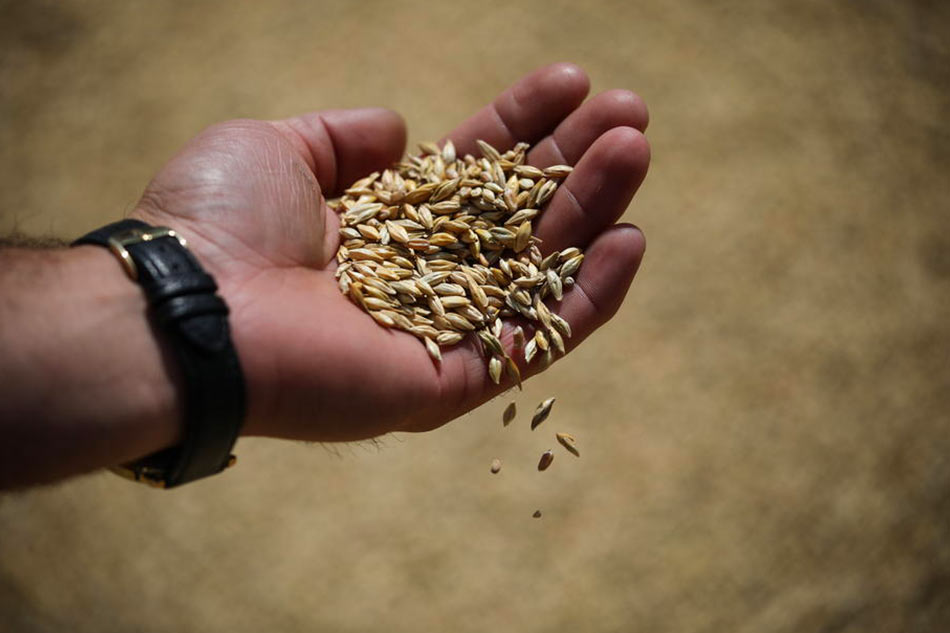 A Ukrainian farmer checks grain EPA-EFE 