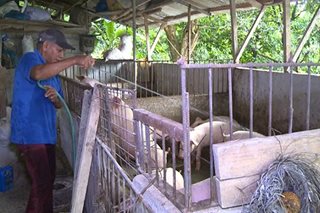 As Marcos eyes food self-sufficiency, hog raisers seek help