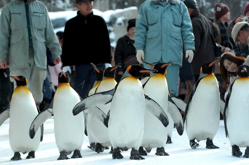Ten king penguins are marshalled through their daily 30-minute stroll at Asahiyama Zoo on Tuesday 07 February 2006. EPA/ROB GILHOOLY