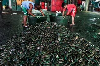 BFAR issues shellfish ban in 8 areas due to 'red tide'