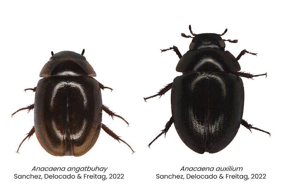 Meet 'Angat Buhay,' A Newly Discovered Beetle Species | ABS-CBN News