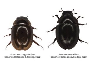 Meet 'Angat Buhay,' a newly discovered beetle species