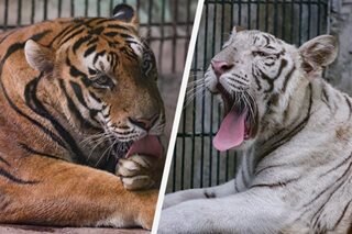 Mga tigre sa Malabon Zoo ipinangalan sa Pangulo, First Lady