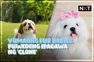 Yumaong fur babies, puwedeng ipagawa ng 'clone'