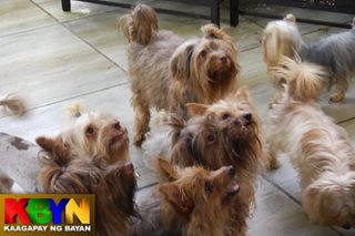 Yorkshire Terrier naging emotional support ng isang dog breeder