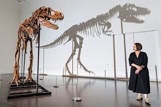 Gorgosaurus sells for $6.1 million at New York auction
