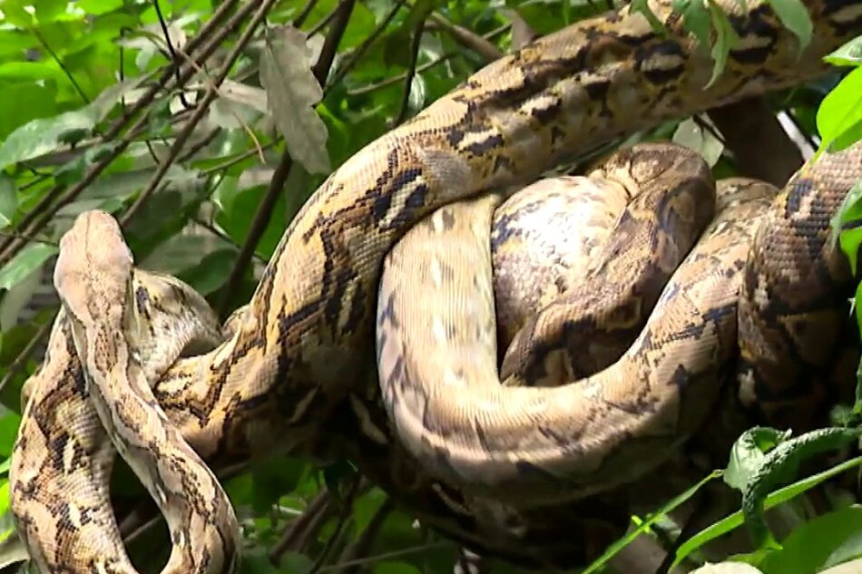Bakit madalas ang snake sightings kapag tag-ulan?