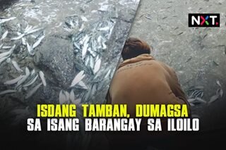 Isdang tamban, dumagsa sa isang barangay sa Iloilo 