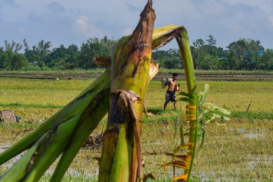 Residents collect debris in a rice field in San Miguel, Bulacan on Sept. 27, 2022, after Super Typhoon Karding hit the country. Mark Demayo, ABS-CBN News