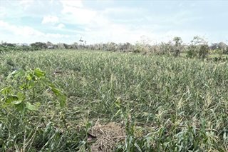 Karding damage to Nueva Ecija farms reaches more than P3 billion