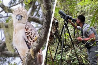 LOOK: Young Philippine eagle photographed in Bukidnon
