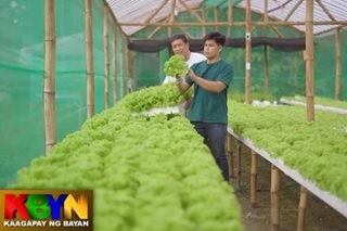 ALAMIN: Lettuce farming sa puhunang isang libong piso