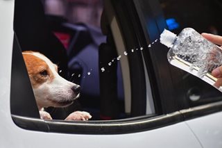 Pet blessing to mark Feast Day of St. Francis of Assisi