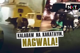 Kalabaw na kakatayin, nagwala! 