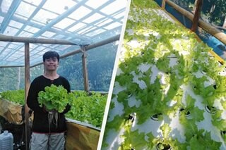 HS student, 19, kumikita ng P24,000 sa lettuce farming