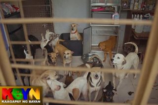 ALAMIN: Tahanan ng mga inabandonang hayop