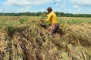 70 porsiyento ng palayan sa Allacapan, Cagayan pinadapa ng mga nagdaang bagyo