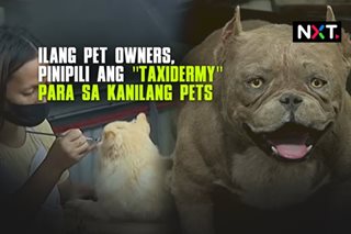 Taxidermy, pinipili ng ilang pet owners
