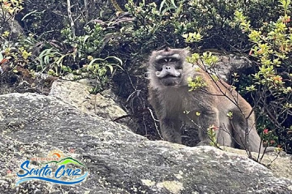 LOOK: Endangered long-tailed macaque found on Mt. Apo
