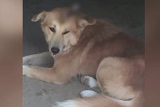 Aso milagrong nakaligtas matapos saksakin ng kutsilyo sa ulo