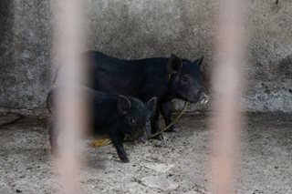Subsidy sought for hog raisers affected by ASF