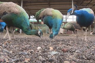 KBYN: Makukulay na peafowl, libo-libo ang halaga