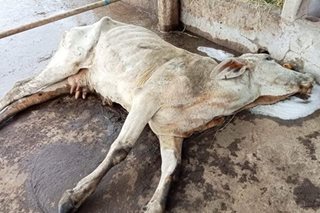 24 baka namatay dahil sa kagat umano ng aso sa N. Ecija