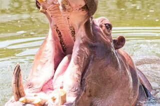 Bata isinubo, iniluwa ng hippopotamus sa Uganda