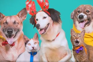 Pets 'sing' for chance at adoption this Christmas