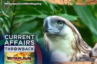 THROWBACK: The Philippine eagle