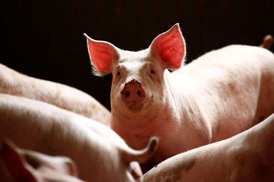 Pigs are seen in a piggery at a village near Warsaw April 10, 2014. Kacper Pempel, Reuters/file