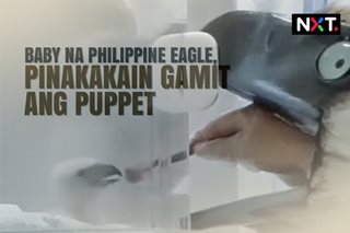 Baby na Philippine Eagle, pinakakain gamit ang puppet