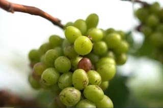 Alam N'yo Ba: Vineyard sa CamSur naging pasyalan na rin