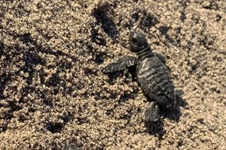 120 pawikan hatchlings pinakawalan sa dagat sa Zambales