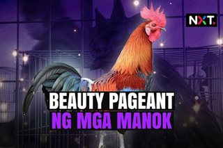 Beauty pageant ng mga manok 