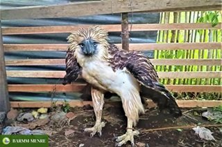 Nailigtas na Philippine eagle, nai-turn over na