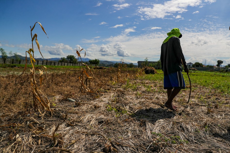33 year-old sharecropper Angelo Soriano attends to his plot in Bacarra, Ilocos Norte. He hopes Bongbong Marcos will address high fertilizer prices if the latter wins as president in the May elections. February 16, 2022. Jonathan Cellona, ABS-CBN News
