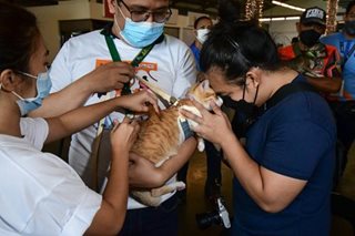 Protecting pets from rabies