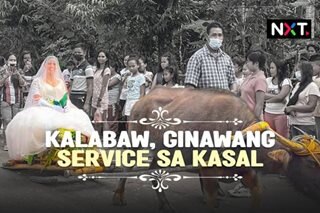 Kalabaw, ginawang service sa kasal