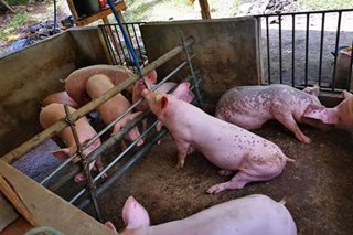 Bilang ng mga na-cull na baboy sa Maasin, pumalo na sa 116