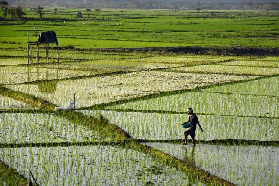 An Indian farmer scatters fertilizer in his newly planted paddy field in the Morigaon district of Assam, India, 28 February 2020. EPA-EFE 