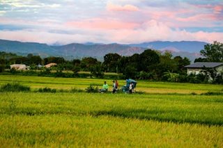 P4 -B fertilizer subsidy allotted for farmers