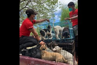 Mga aso nasagip mula sa umano'y dog meat trader sa Bulacan