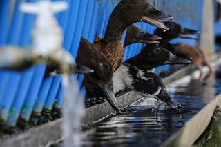 DA orders tighter measures to prevent bird flu spread