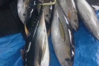 Huli ng yellowfin tuna sa Dingalan, Aurora umabot sa higit 39 tonelada