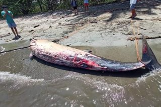 Rare whale dies in Davao Oriental after 'abuse' by locals